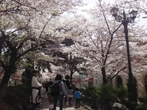プチふぁみクラブのお花見