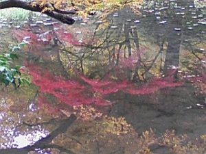 %e6%b1%a0%e3%81%ab%e6%98%a0%e3%82%8b%e7%b4%85%e8%91%89161117_112201