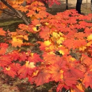 img_6638%e3%81%86%e3%81%a1%e3%82%8f%e3%81%8b%e3%81%88%e3%81%a7